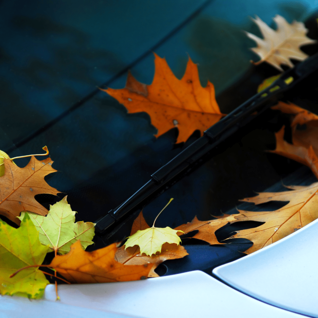 Autumn leaves scattered on a car's windshield, showcasing vibrant colors of the season.